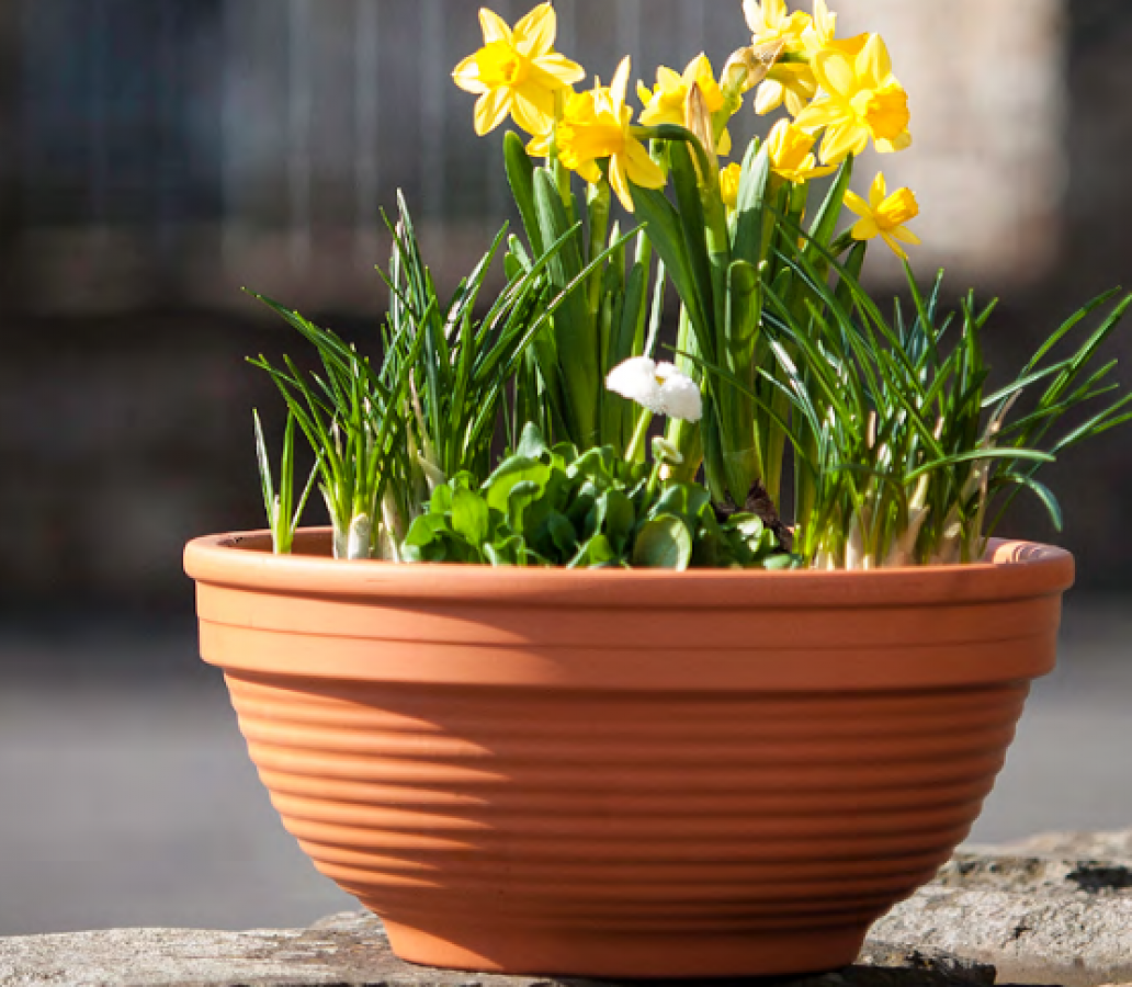 プランターボールＲ